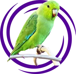 Parrotlet Papağanı