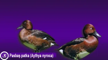 Pasbaş patka (Aythya nyroca)