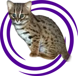 Paslı kedi (Rusty-spotted cat)
