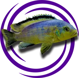 Petrotilapia Genalutea Resmi