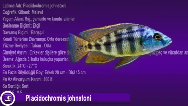 Placidochromis Johnstoni