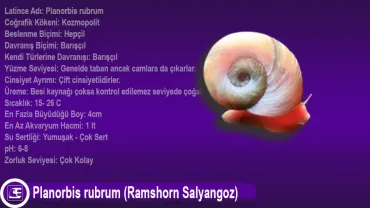 Planorbis rubrum (Ramshorn Salyangoz)