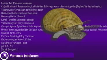 Pomacea insularum
