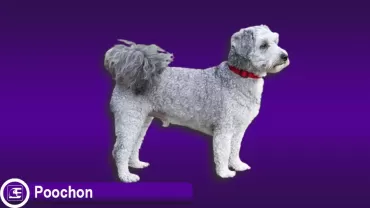 Poochon