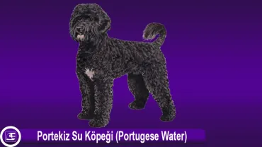 Portekiz Su Köpeği (Portugese Water)