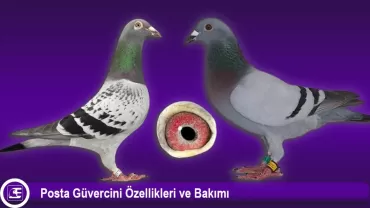 Posta Güvercini