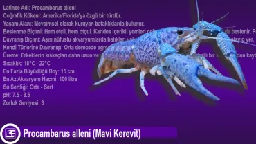 Procambarus alleni (Mavi Kerevit)