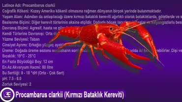 Procambarus clarkii (Kırmızı Bataklık Kereviti)