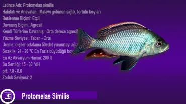 Protomelas Similis