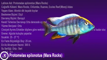 Protomelas spilonotus (Mara Rocks)
