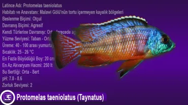 Protomelas taeniolatus (Taynatus)