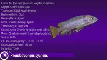 Pseudotropheus sp.Elongatus chinyamwezi
