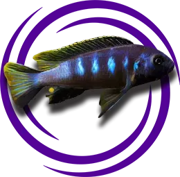 Pseudotropheus elongatus Resmi
