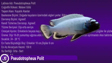 Pseudotropheus Polit