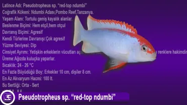 Pseudotropheus sp. (red-top ndumbi)
