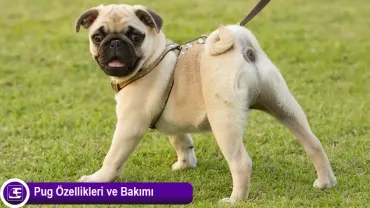 Pug