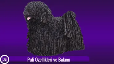 Puli