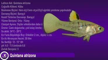 Quintana atrizona