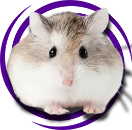 Roborovski Hamster Özellikleri ve Bakım Kılavuzu