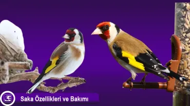 Saka Kuşu (Carduelis carduelis)
