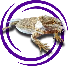 Sakallı Ejder (Bearded Dragon)