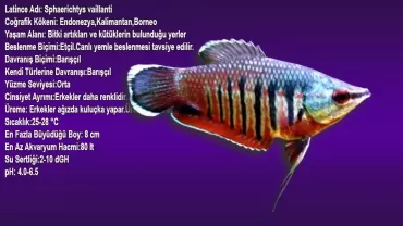 Samuray Gurami (Sphaerichtys vaillanti)