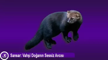 Sansar