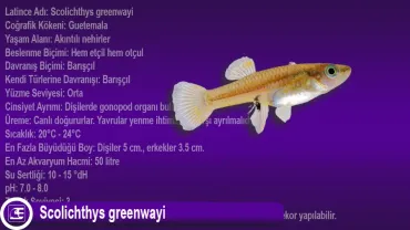Scolichthys greenwayi