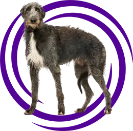 Scottish Deerhound (İskoç Geyik Tazısı)
