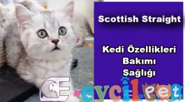 Scottish Straight Kedi Türü Özellikleri ve Bakımı