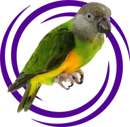 Senegal Papağanı (Poicephalus Senegalus)