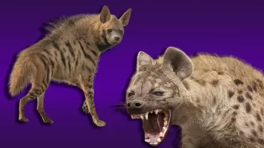 Sırtlan