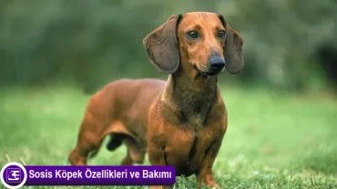 Sosis Köpek Dachshund