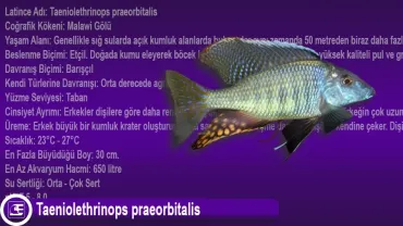 Taeniolethrinops praeorbitalis
