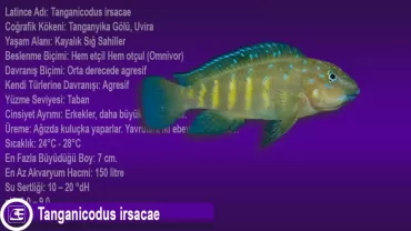 Tanganicodus irsacae