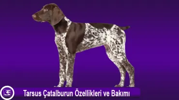 Tarsus Çatalburun