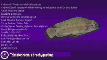 Telmatochromis brachygnathus