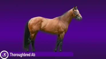 Thoroughbred Atı