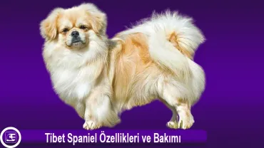 Tibet Spaniel