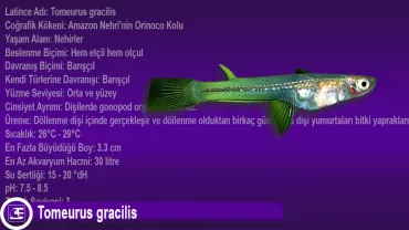 Tomeurus gracilis