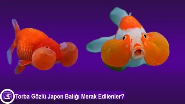 Torba Gözlü Japon Balığı