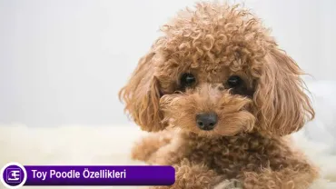 Toy Poodle <br>(Kaniş)