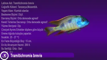 Tramitichromis brevis