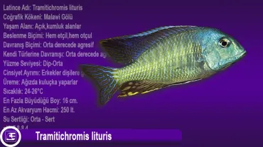 Tramitichromis lituris