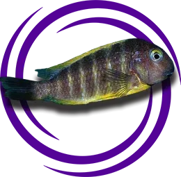 Tropheus brichardi Mpimbwe