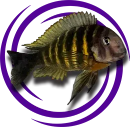 Tropheus brichardi Ulwile Bakımı ve Özellikleri