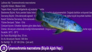 Tyrannochromis macrostoma