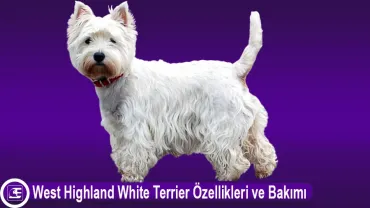 West Highland White Terrier
