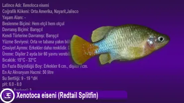 Xenotoca eiseni (Redtail Splitfin)