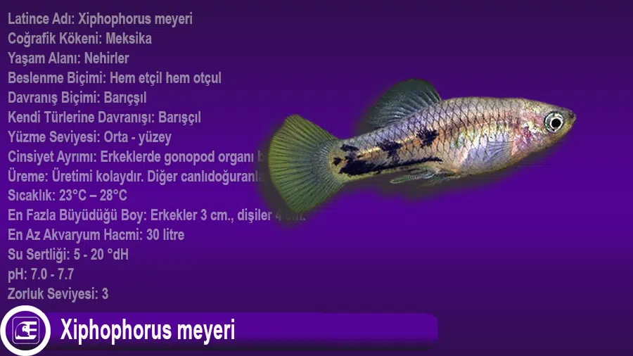 Xiphophorus meyeri